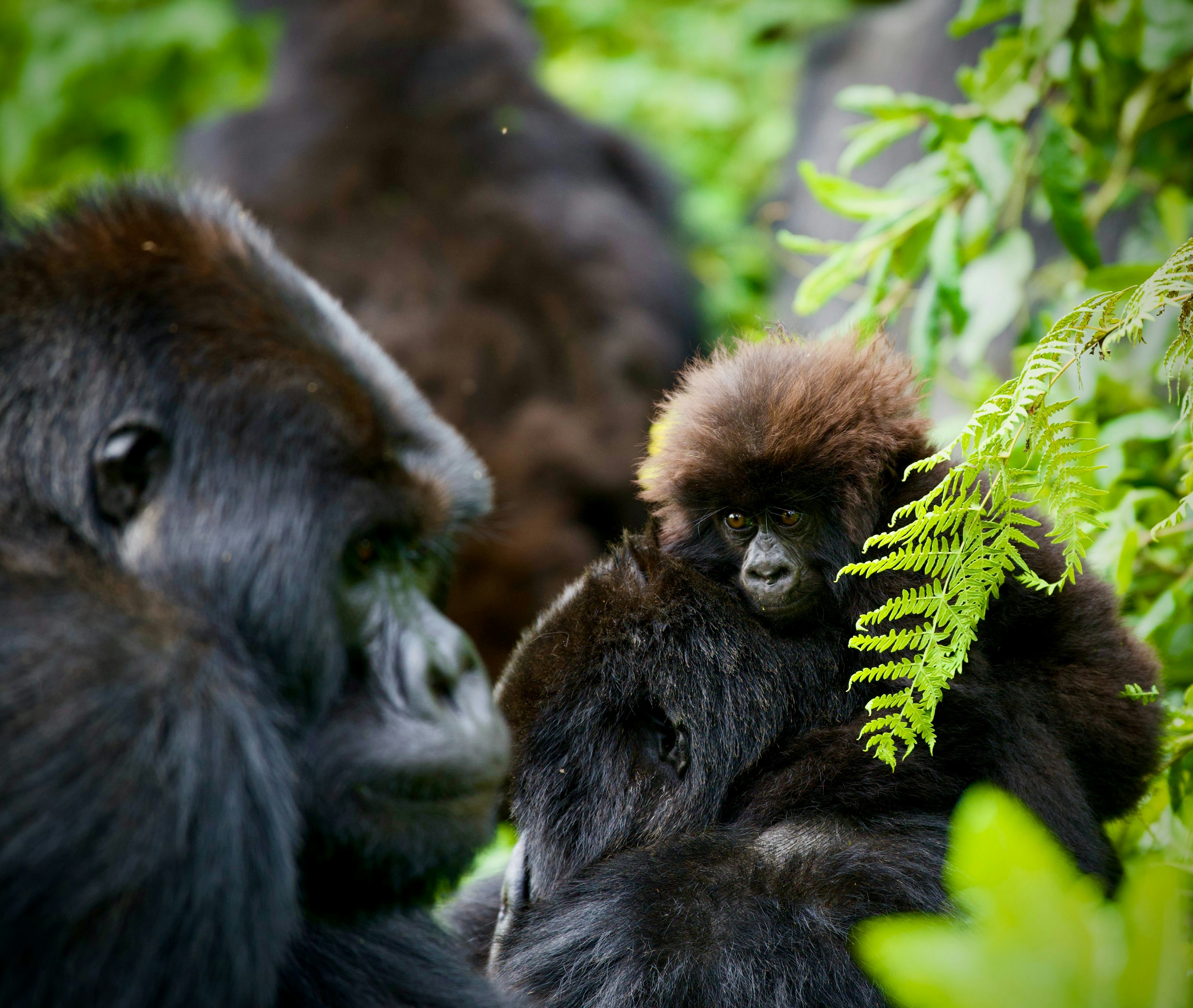 Rwanda - Gorilla Trekking & Wildlife Safari