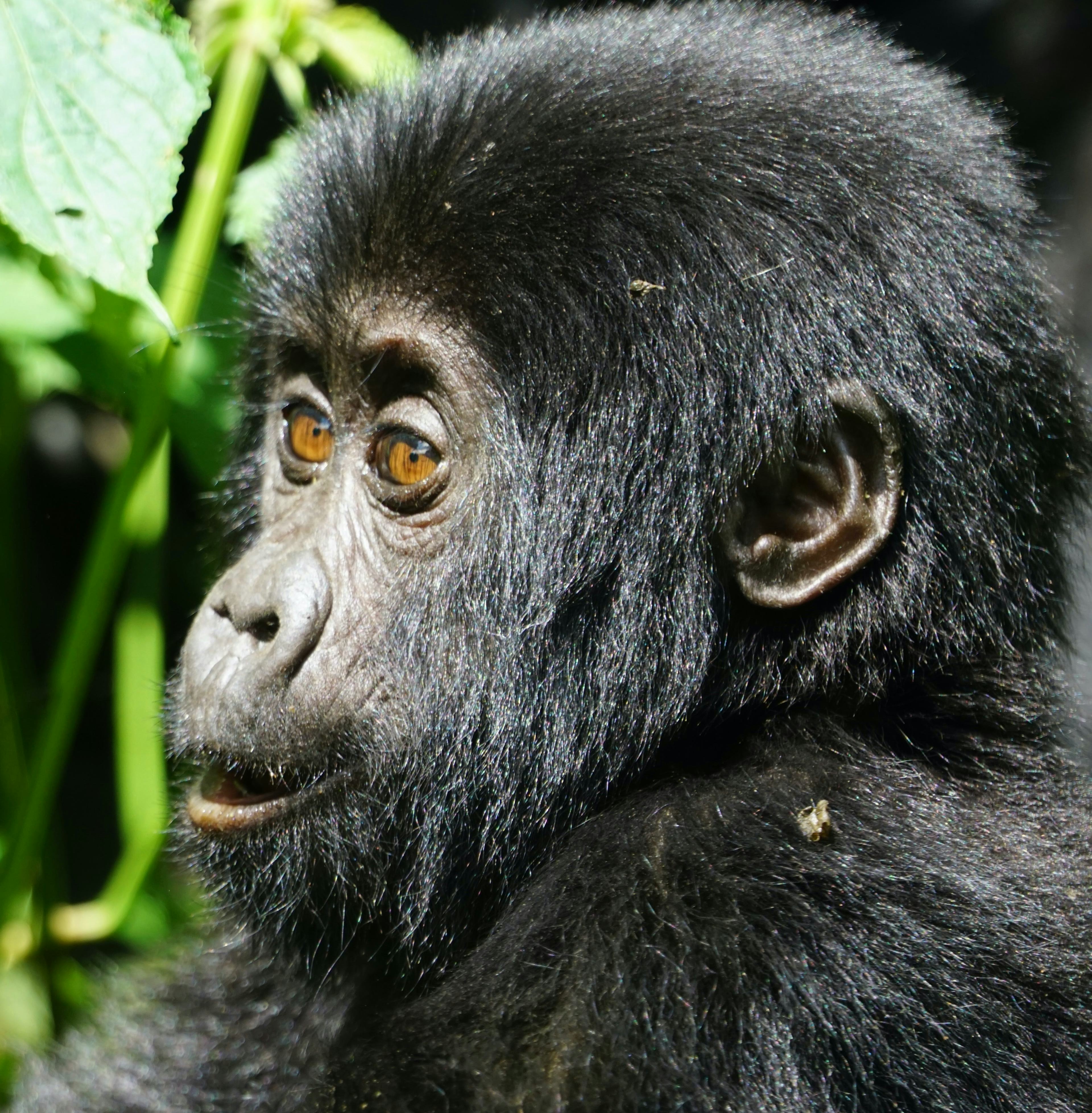 Uganda - Gorilla Tracking and Wildlife Safari