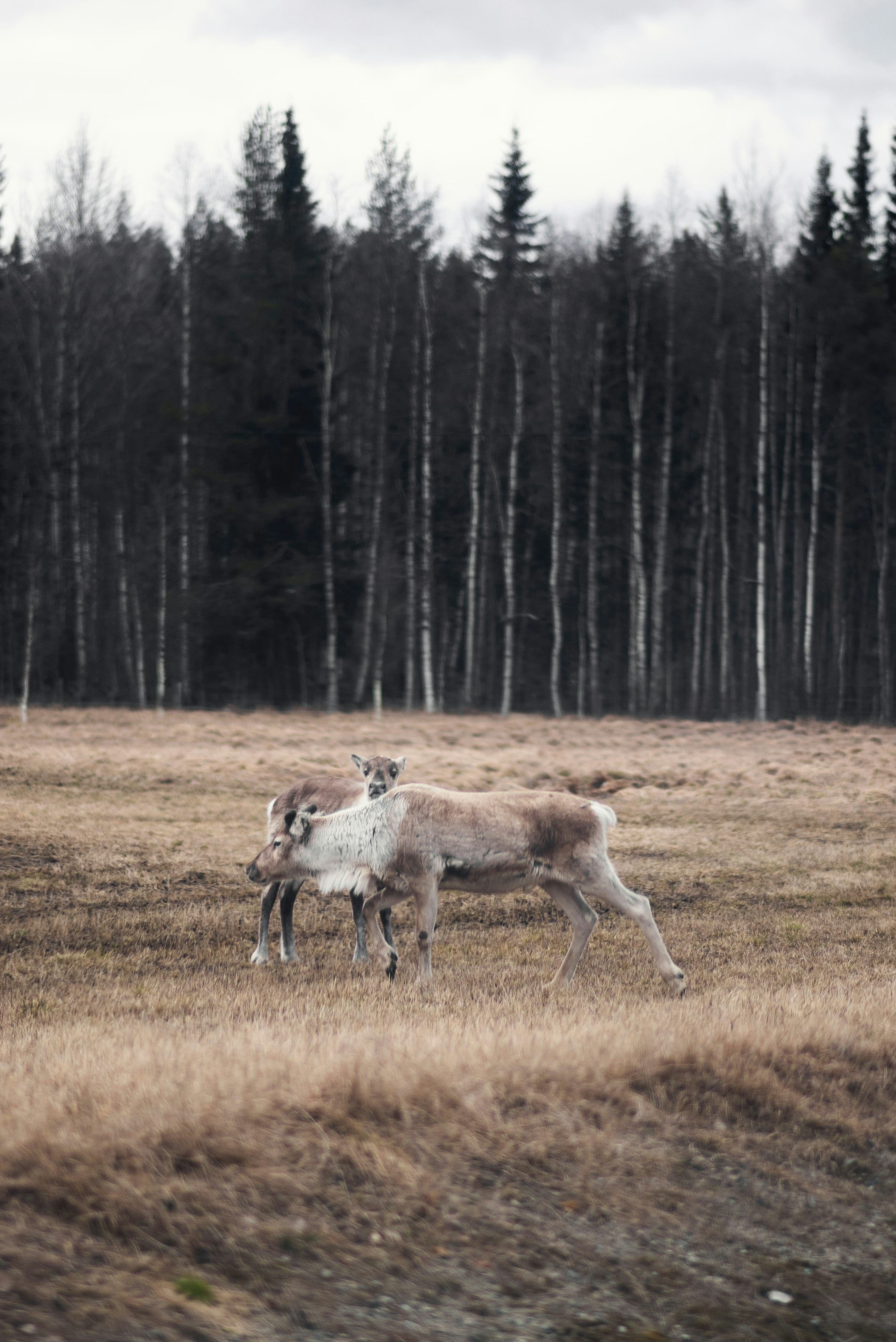 Norway's Arctic Circle Region: Myths and Marvels in Helgeland