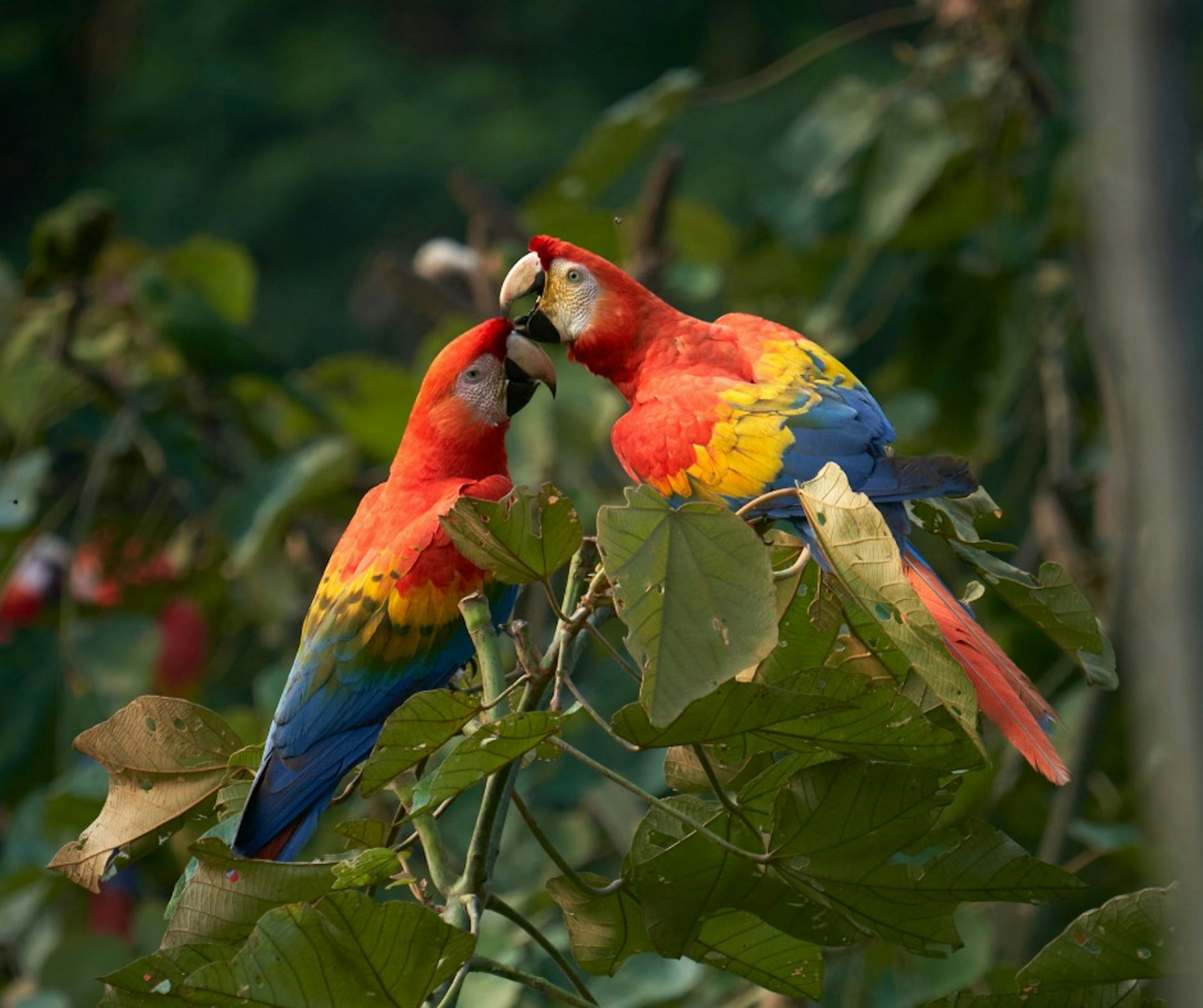 Tambopata Reserve Immersion