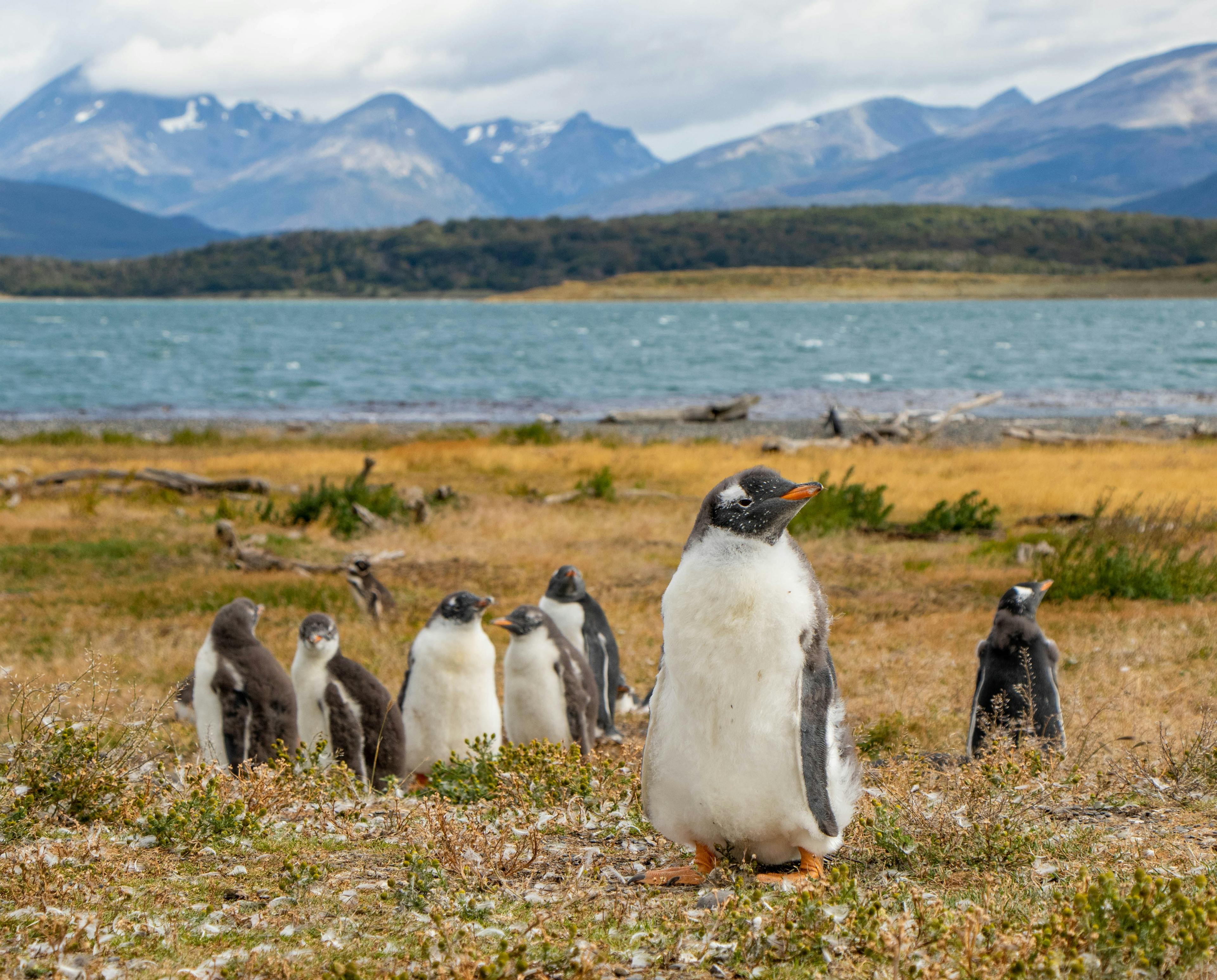 Family Adventure in Patagonia: Penguins & Glaciers