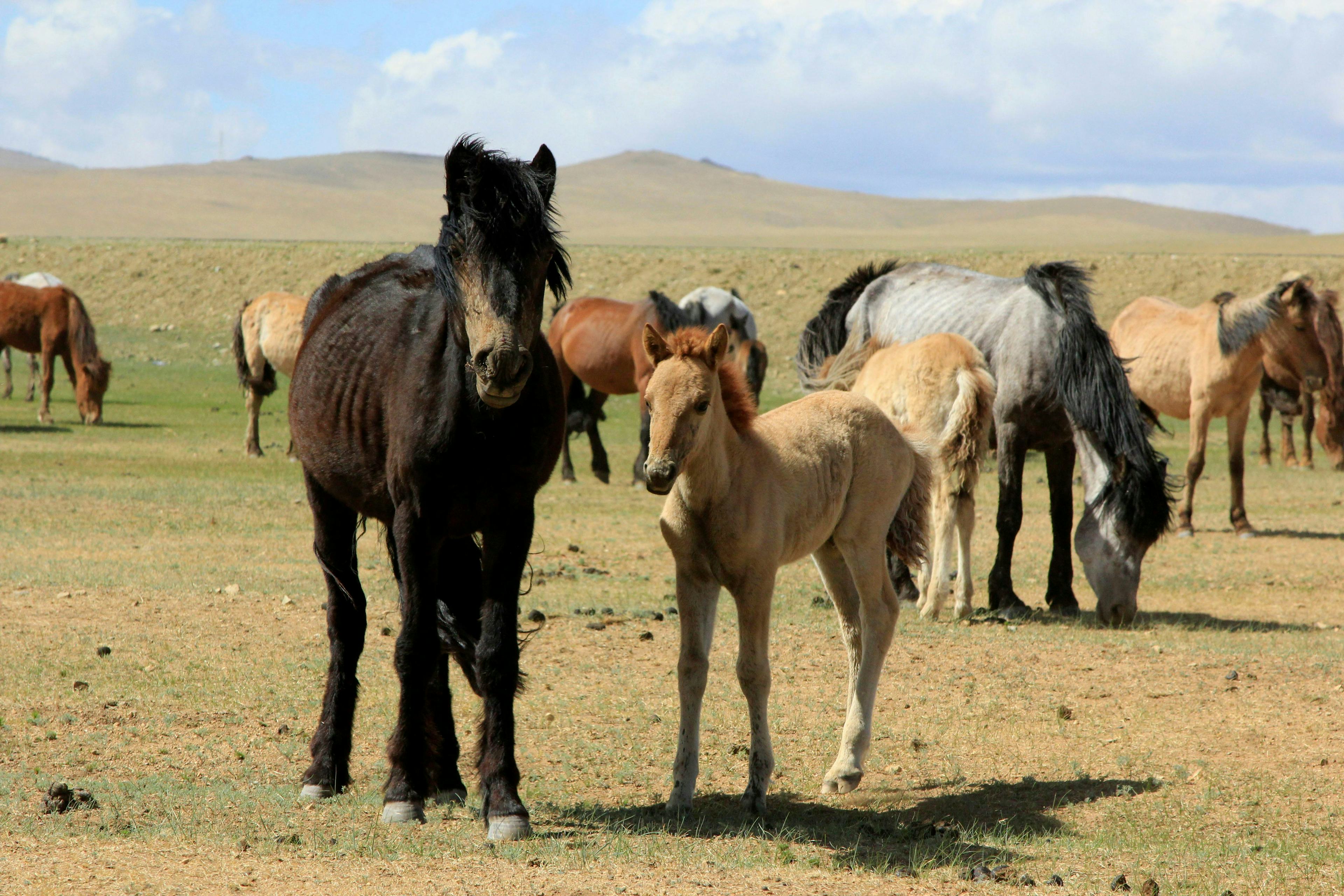 Steppe and Soul