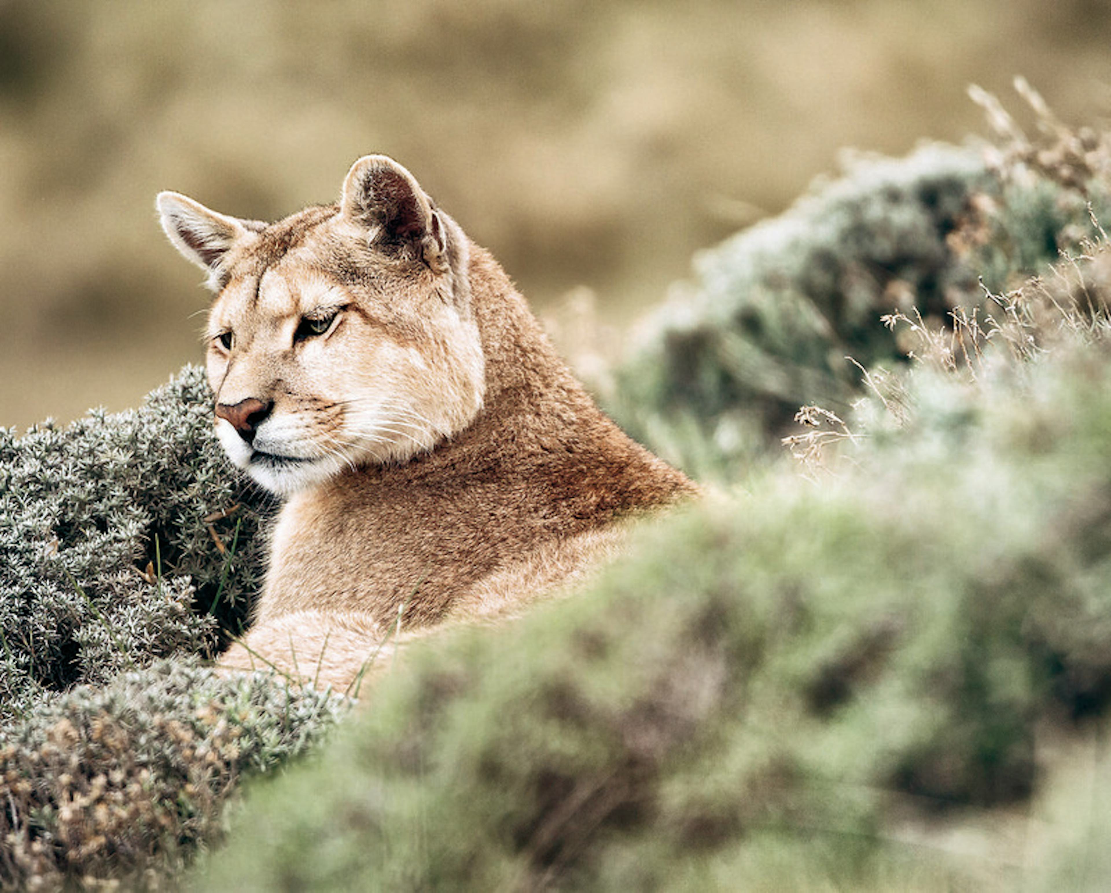 Patagonia Puma Tracking